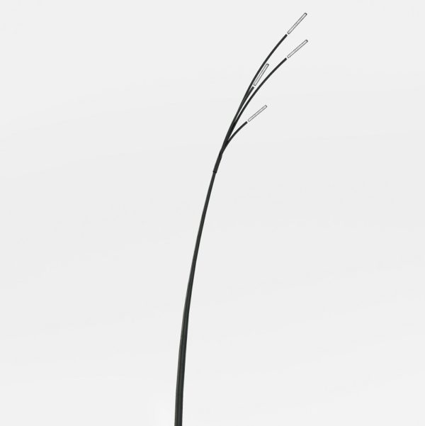 Reed - Bilde 3