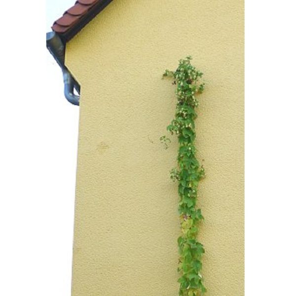Climber - Bilde 13