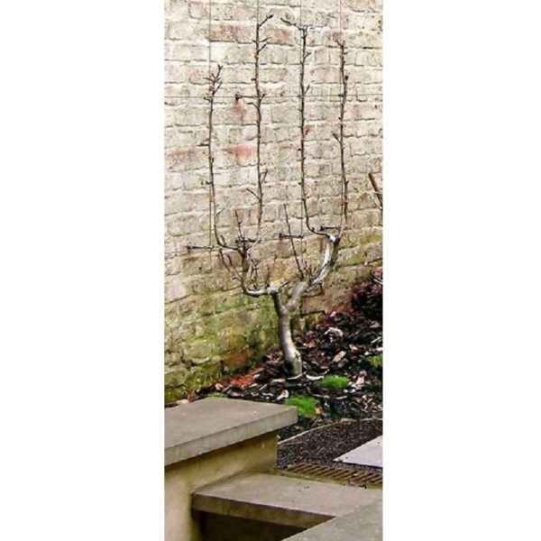 Climber - Bilde 10