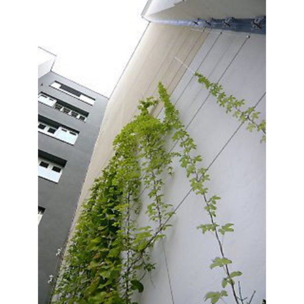 Climber - Bilde 2